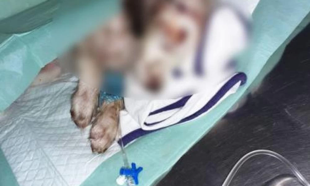 Κρήτη: Πυροβόλησαν κουτάβια και τα πέταξαν σε σακούλα σκουπιδιών